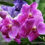 Orchids