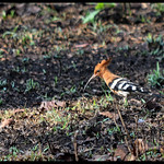 Common Hoopoe