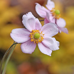 anemones in Fall color