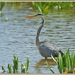 Bernat pescaire pescant 01 - Garza real pescando - Grey heron fishing - Ardea cinerea