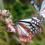 080615 台北 大屯山 台灣澤蘭 與 青斑蝶