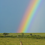Cheetah (Acinonyx Jubatus) In Front Of A Rainbow, Rift Valley Province, Maasai Mara, Kenya