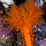 Burrowing Sea Cucumber