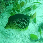 Boxfish