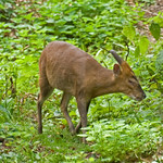 Male Muntjac deer