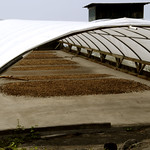 Kona coffee beans being dried