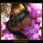 the bum of the bumble bee