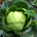 Cabbage