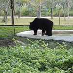 Asiatic Black Bear