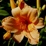 Barbers' Garden, July 2008: Daylily