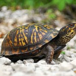 Eastern Box Turtle