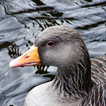 Goose Head