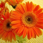 Gerbera Daisy
