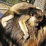 Black and gold howler Monkey (Alouatta caraya) (240 x 224) Original= (1954 x 1821)