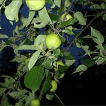 Appletree