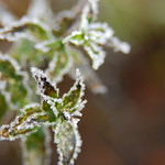 frosty mint