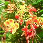 sunken gardens 10-5-08 008