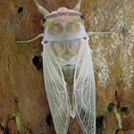 Cicada