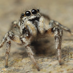 Salticus scenicus