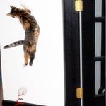 Happy "Leap" Year from Mitzi!