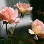 November morning with roses