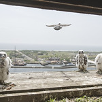 Marine Parkway Bridge Falcons