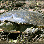 Roadside Turtle