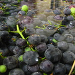 Grapes under water