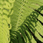 Spring Fern