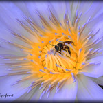 Trapped by the beauty