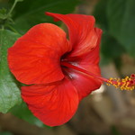 Red flower