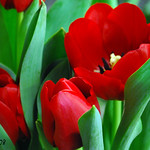 A touch of Spring....