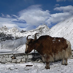 Yak at third lake in Gokyo
