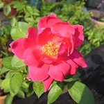 Big Red(China Old Rose)