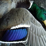 Drake Mallard