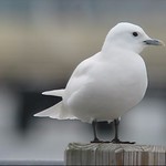 Ivory Gull - Plymouth, MA - 01/24/09