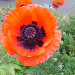 first poppy
