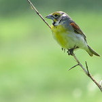 Dickcissel (DICK) Dickcissel (DICK)