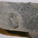 Trilobite