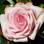 rosa-rose