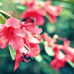 red rhodo-keh