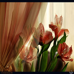 behind the curtain call