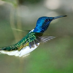 Blue Hummingbird