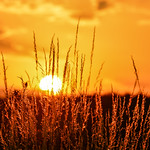 183/365 Grass, July 02