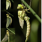 Newly emerged Dragonfly collage..Explored.