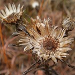 Remnants of the fall