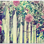 Farmer's Market Fence