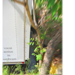 vocat aestus in umbram