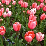 Just Another Two Cent Tulip Photo (and some text).