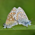 Common Blues